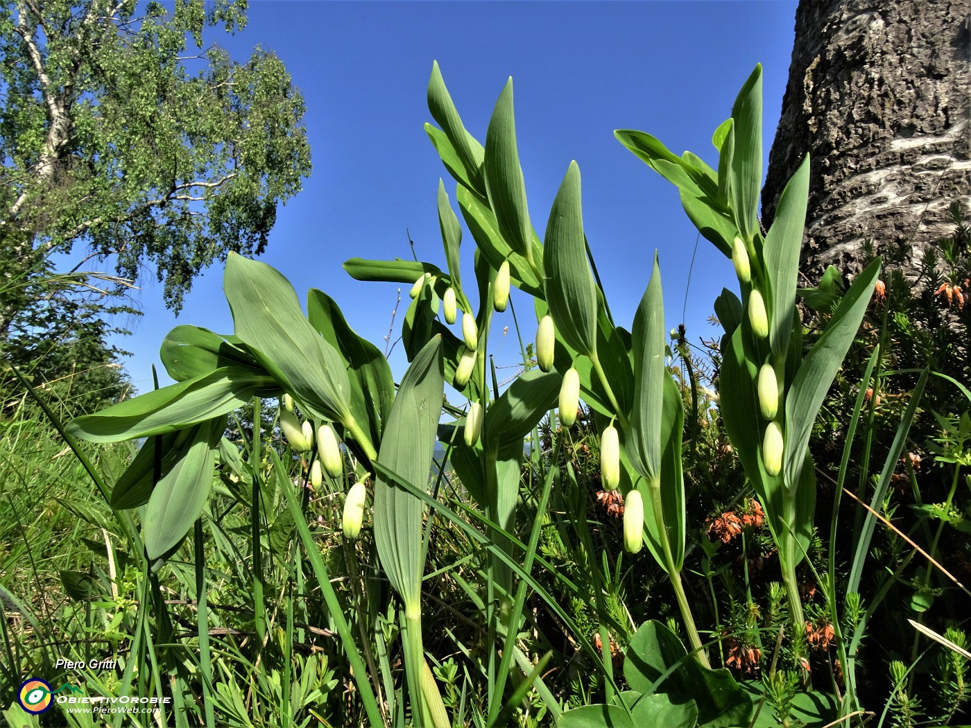 29 Polygonatum odoratum (Sigillo di Salomone) con betulla.JPG